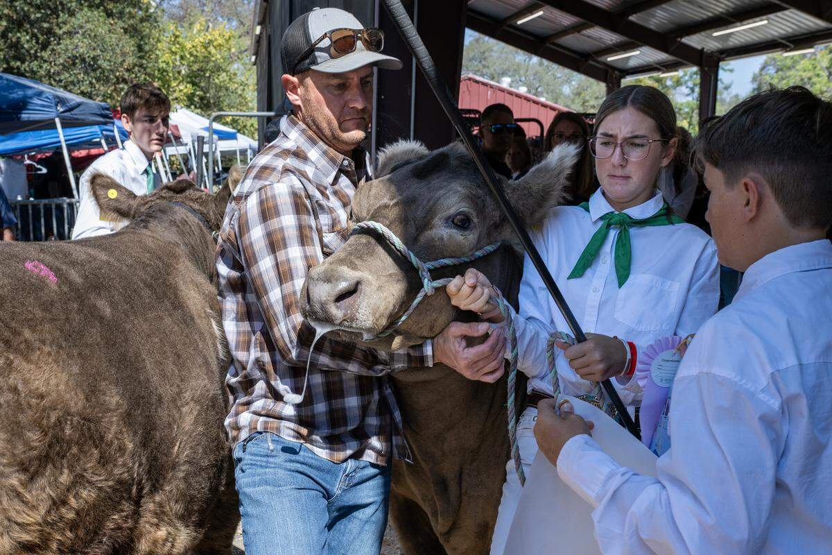 Billy Hartley and Julia Marino of Sheridan 4H hold back a 1,400-pound steer as it tries to get out of the line to be auctioned off at the Gold Country Fair in Auburn on Saturday.