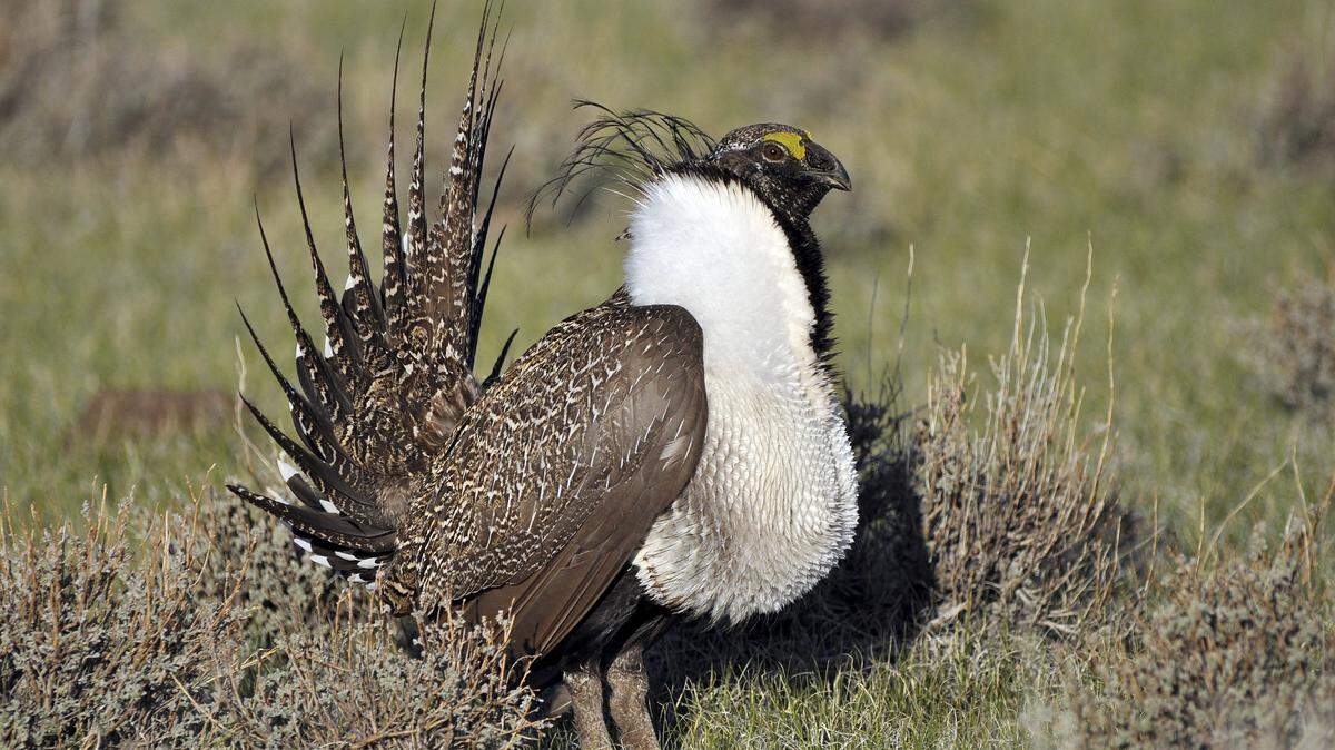 A remarkable high-desert bird may go extinct in California. What must die to save it