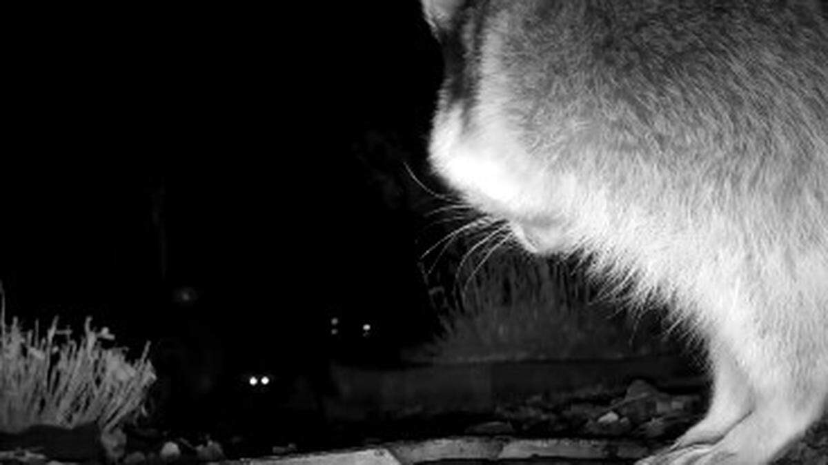 A trail cam in a Hartsel, Colorado, garden captures video of two raccoons fighting at night. 