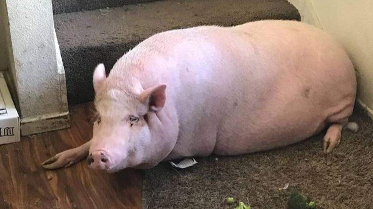 Police in Sacramento, California, investigating reports of an abandoned animal found a full-size pig in a second-floor downtown apartment. The hog will go to an animal refuge.