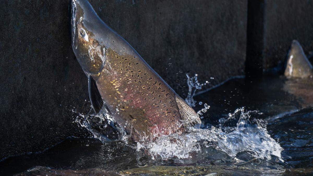 A Chinook salmon jumps out of the water on the fish ladder at the Nimbus Fish Hatchery on Tuesday, Dec. 3, 2024, in Sacramento.