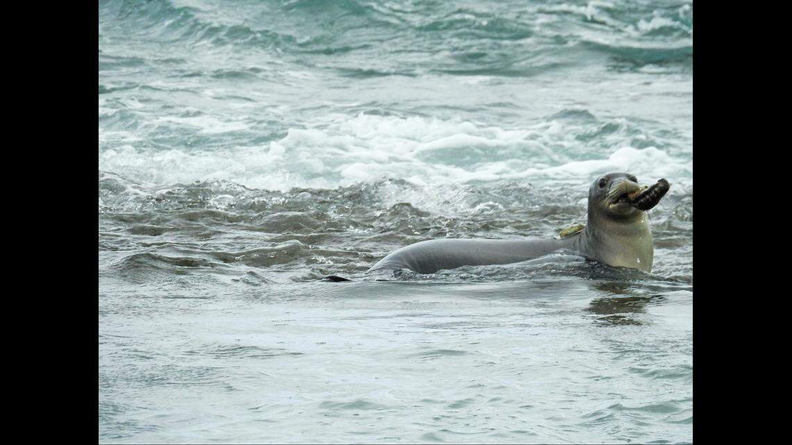 Hawaiian monk seal RQ76 quickly found a loli, or sea cucumber, after being released back to the wild. Loli are common prey items for young monk seals.