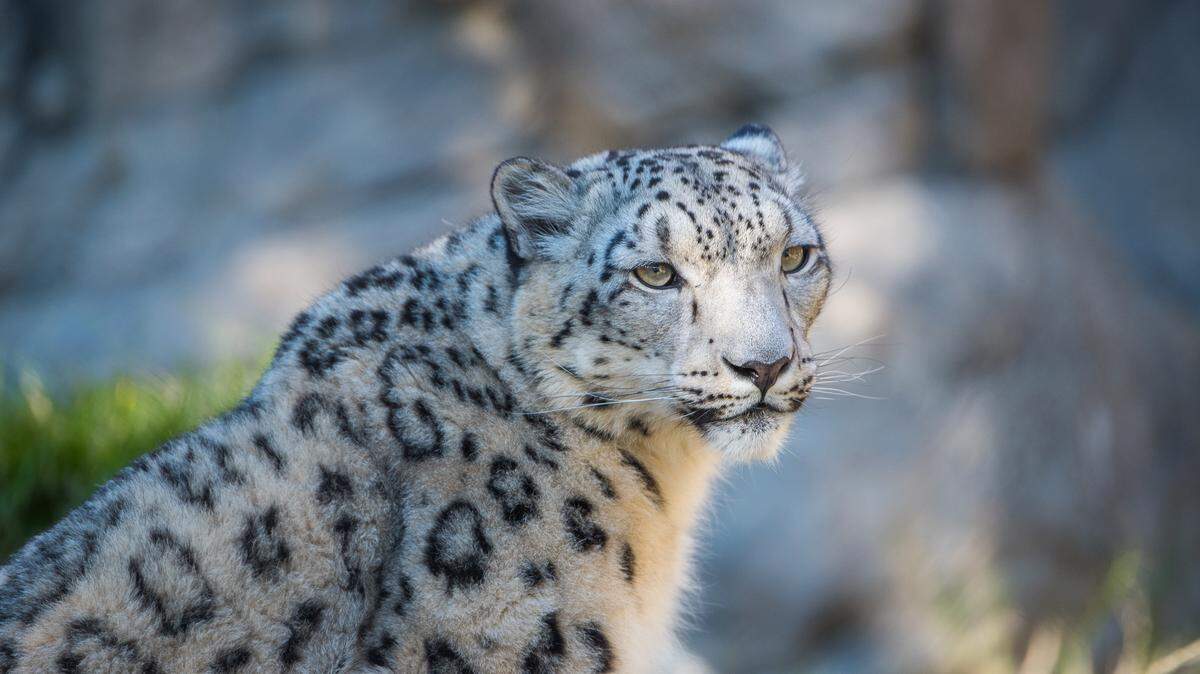 The Sacramento Zoo's snow leopard, Misha, is pregnant, the zoo announced Thursday.