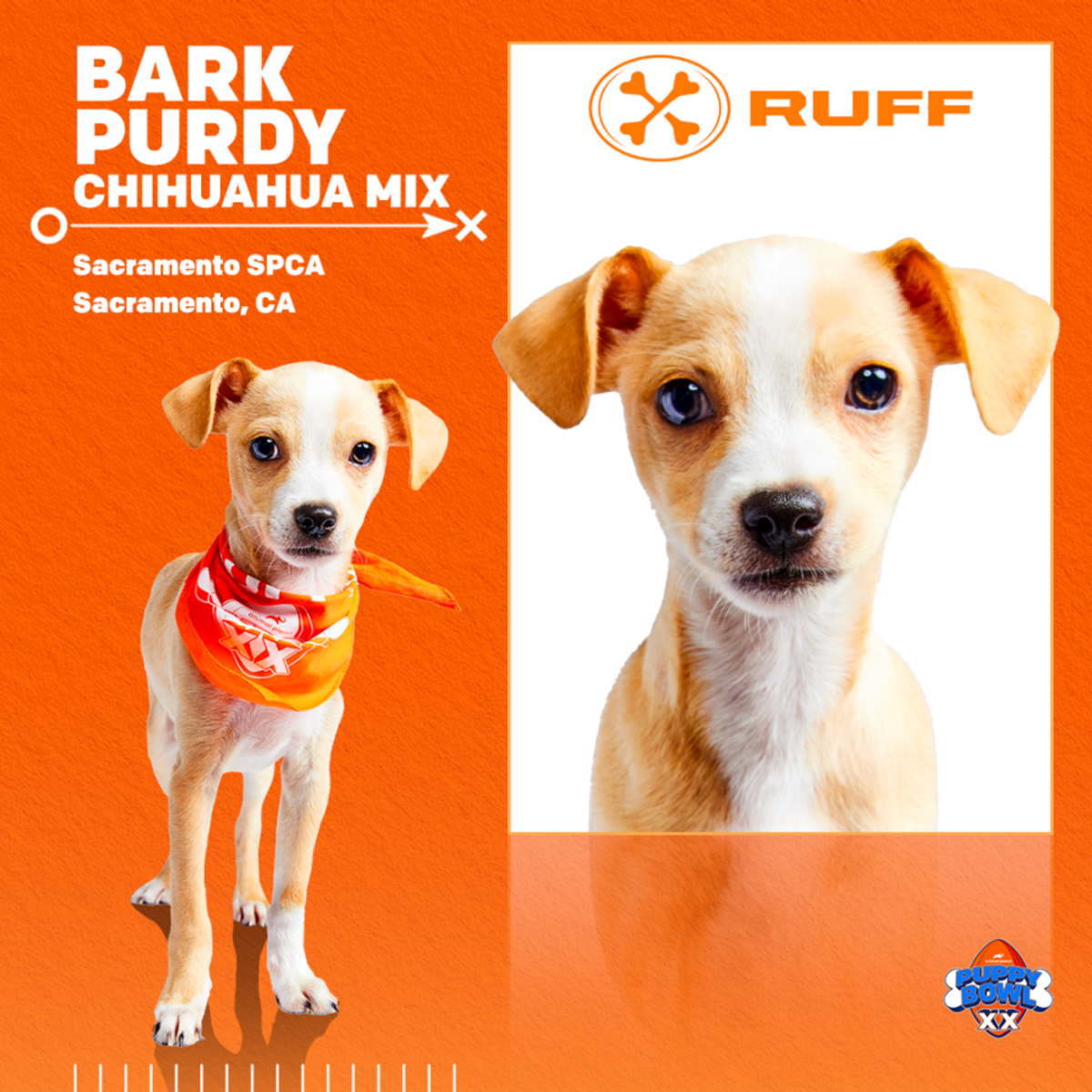 Bark Purdy is a Chihuahua mix, the representative of the Sacramento SPCA in the “Puppy Bowl” on Animal Planet opposite the Super Bowl Feb. 11, 2024