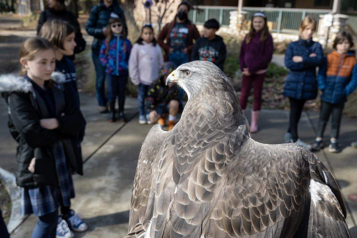 Orion, a Swainson Hawk, is viewed by children on a field trip earlier this month at the Effie Yeaw Nature Center. Orion has been a permanent resident at the nature center, after not properly recovering from a wing injury four years ago. The group has asked readers of The Sacramento Bee’s Book of Dreams for donations to buy an 8-foot-tall outdoor enclosure, essentially an aviary, to be placed near the visitor center and large enough for birds to exercise in.