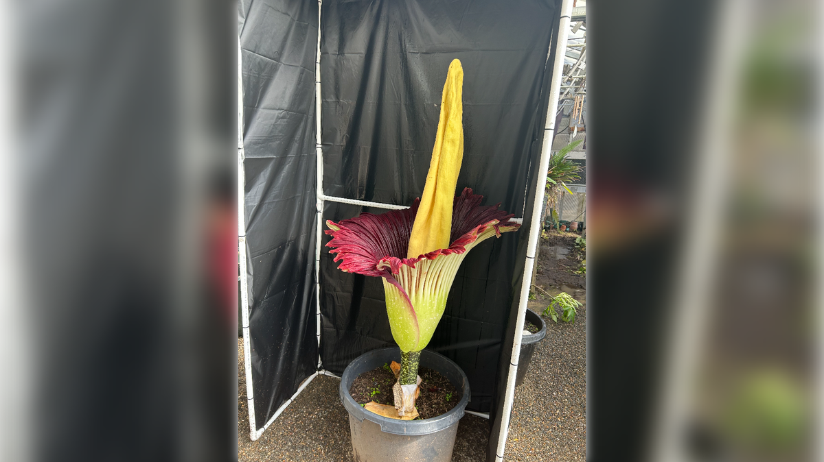 A rare corpse flower blooms at Roseville High School in October 2025.