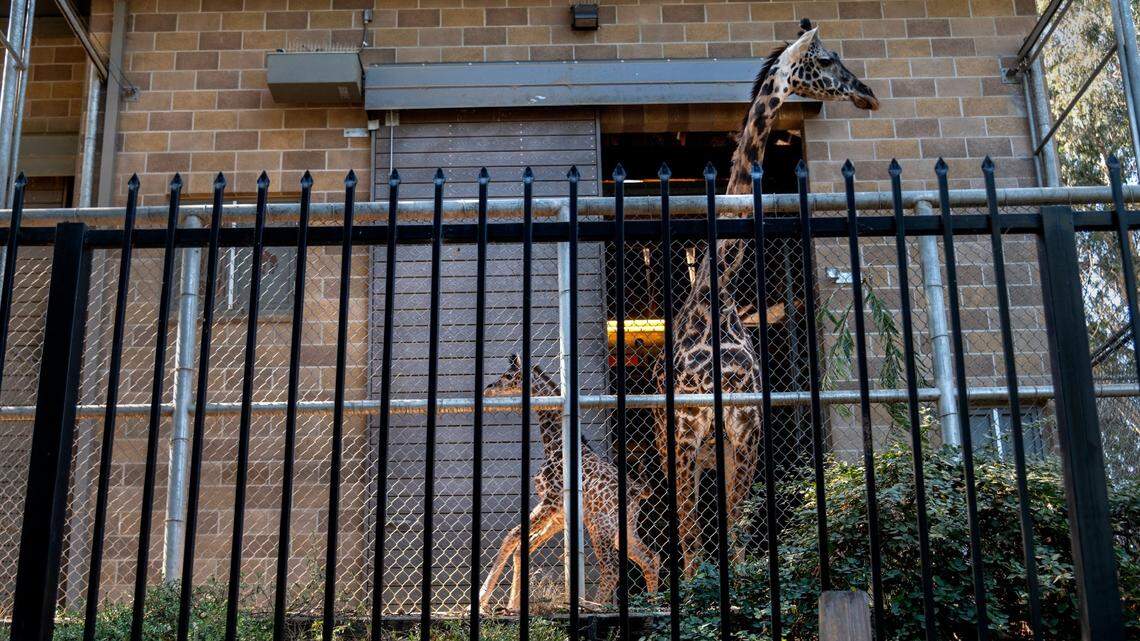 During Tuesday’s meeting, the Sacramento City Council delayed a vote to endorse Sacramento Zoo’s preferred site in Natomas.