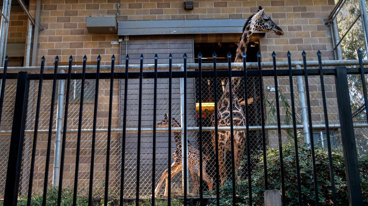 During Tuesday’s meeting, the Sacramento City Council delayed a vote to endorse Sacramento Zoo’s preferred site in Natomas.