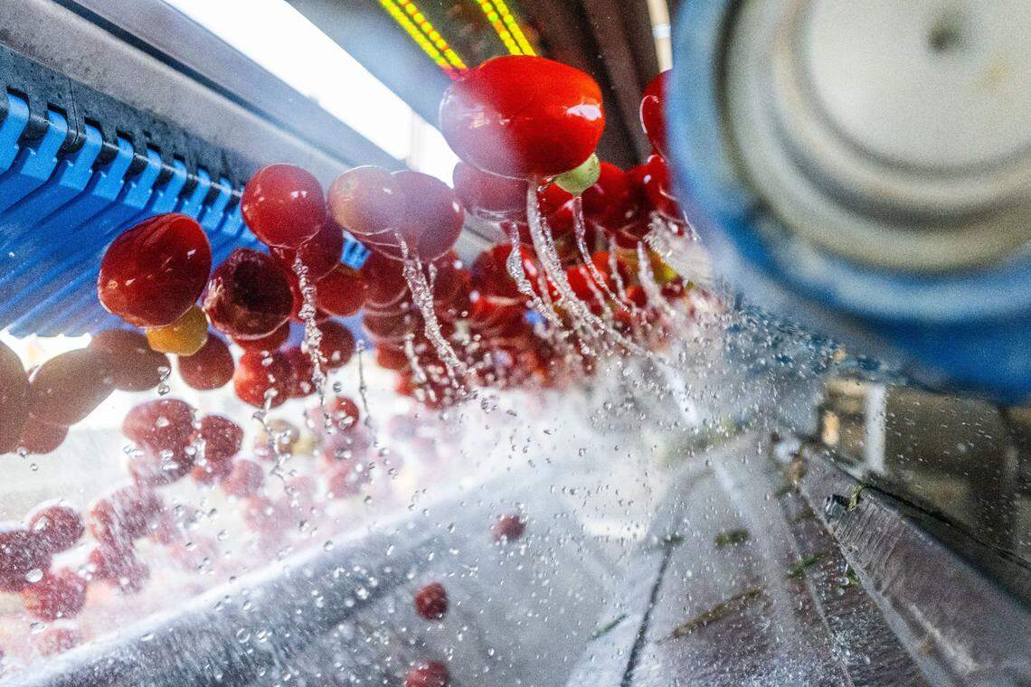 Cameras sort tomatoes at Morning Star tomato processing facility, the largest in the world, earlier this month. The cameras send a signal to remove bad tomatoes from the processing line.