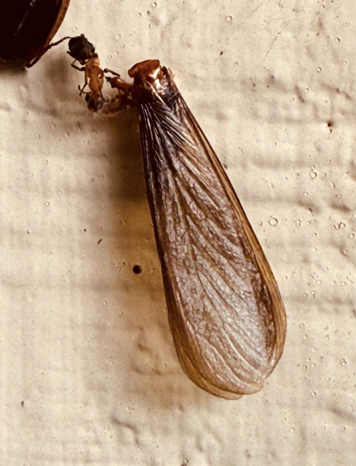 One of the most common warning signs is winged termites, also known as swarmers.