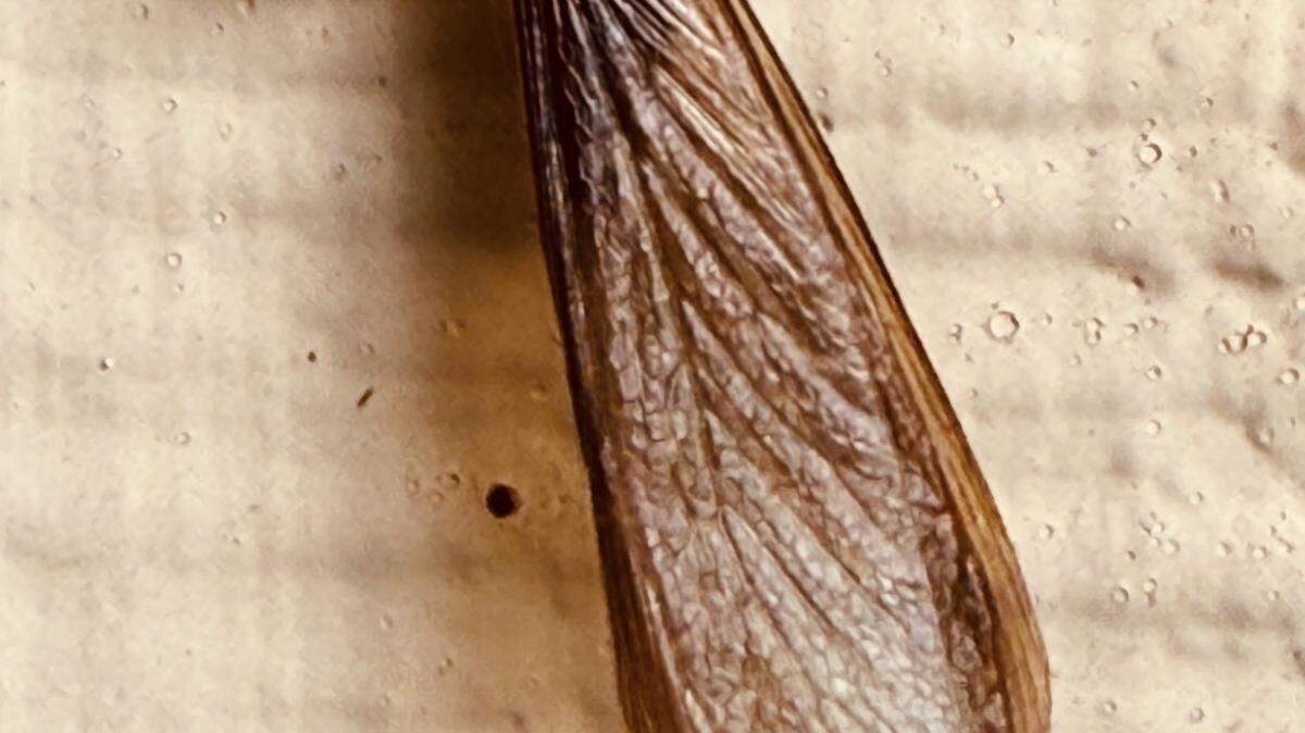 One of the most common warning signs is winged termites, also known as swarmers.