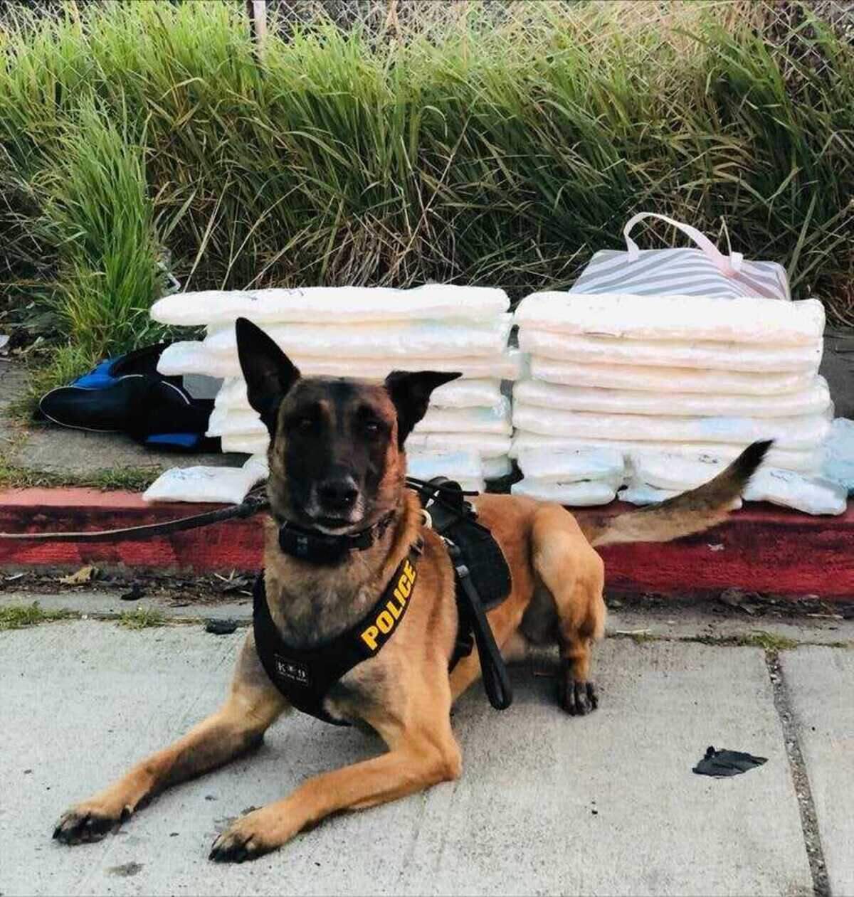 A California Highway Patrol K-9 named Hektor found what is believed to be 80 pounds of methamphetamine and 100,000 fentanyl pills during a traffic stop Monday March 7, 2022, along Interstate 80 in Sacramento, California.