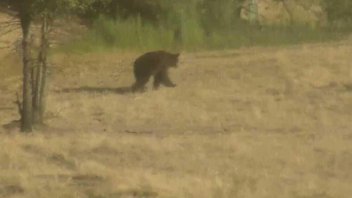 3rd bear sighting in Placer this week after animal spotted in Lincoln’s Sun City