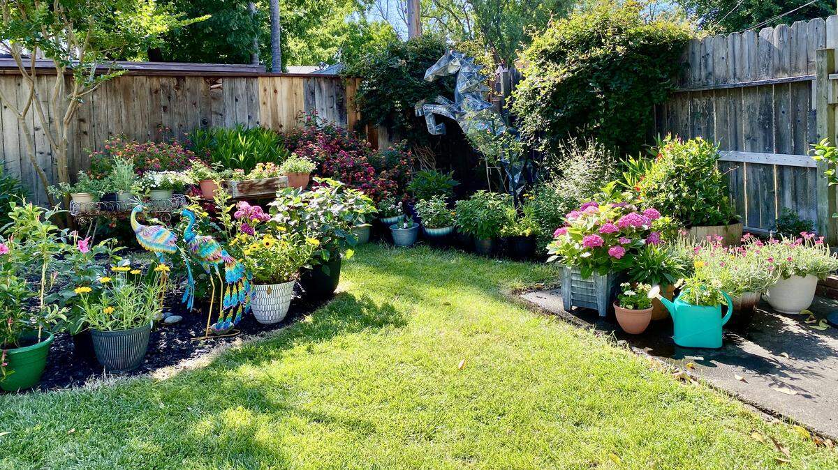 A life-size display horse named Horsie was rescued from a Safeway dumpster and now presides over a blooming backyard in residential Modesto.