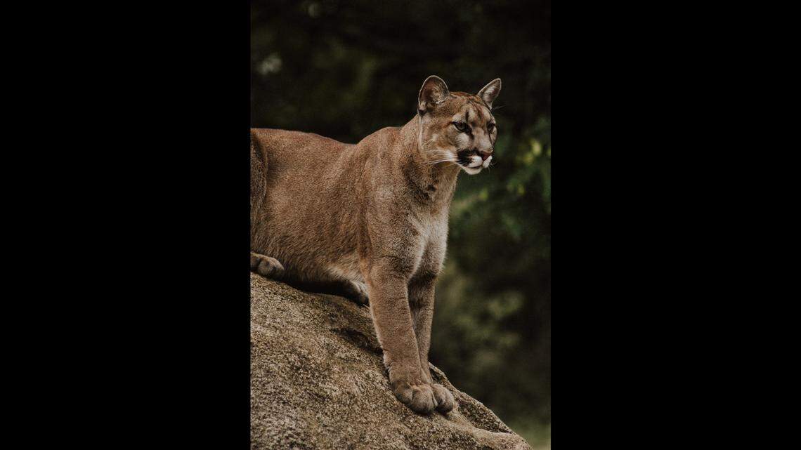 A mountain lion (not the one pictured) clawed a man’s head while he was sitting in a hot tub at a home near Nathrop, Colorado, wildlife officials said.
