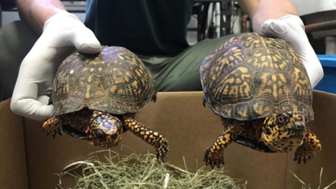 Turtles were intercepted by officials in the mail from a smuggling scheme that lasted from May 2017 until October 2018. The 30-year-old man from Shanghai, China, was sentenced to five years of federal probation, 500 hours of community service and a $15,000 fine in Oregon federal court on Sept. 2, 2021.