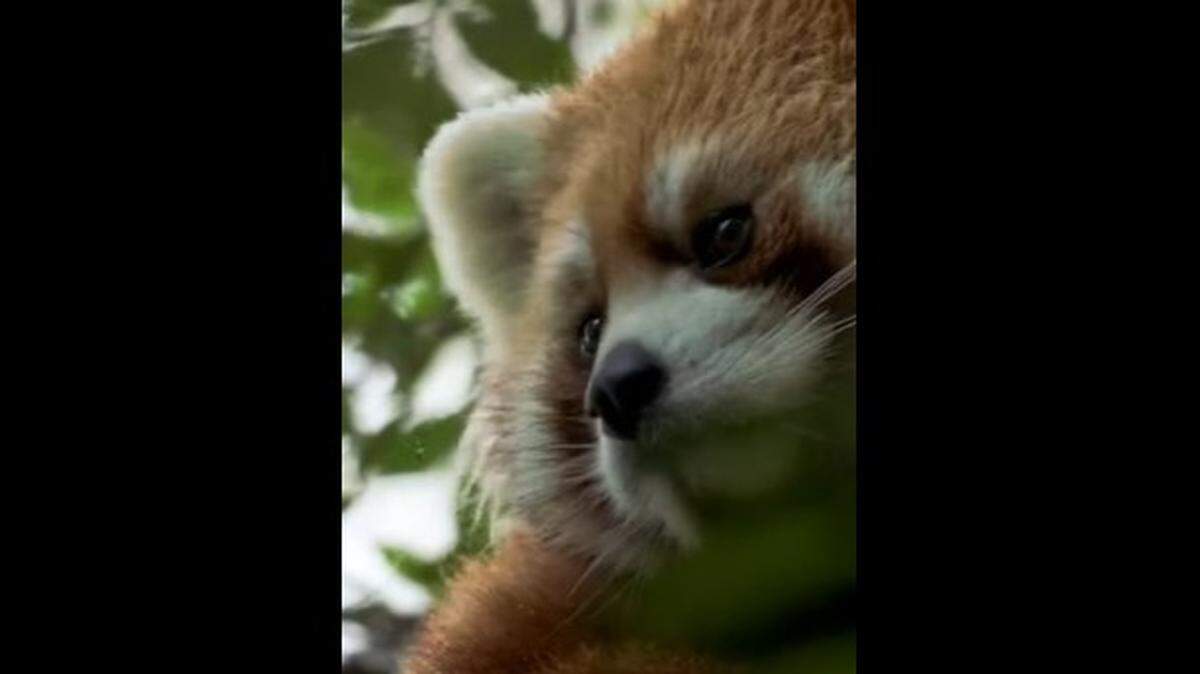A red panda climbed a tree to escape her habitat at the San Diego Zoo before being lured back hours later, California officials say.