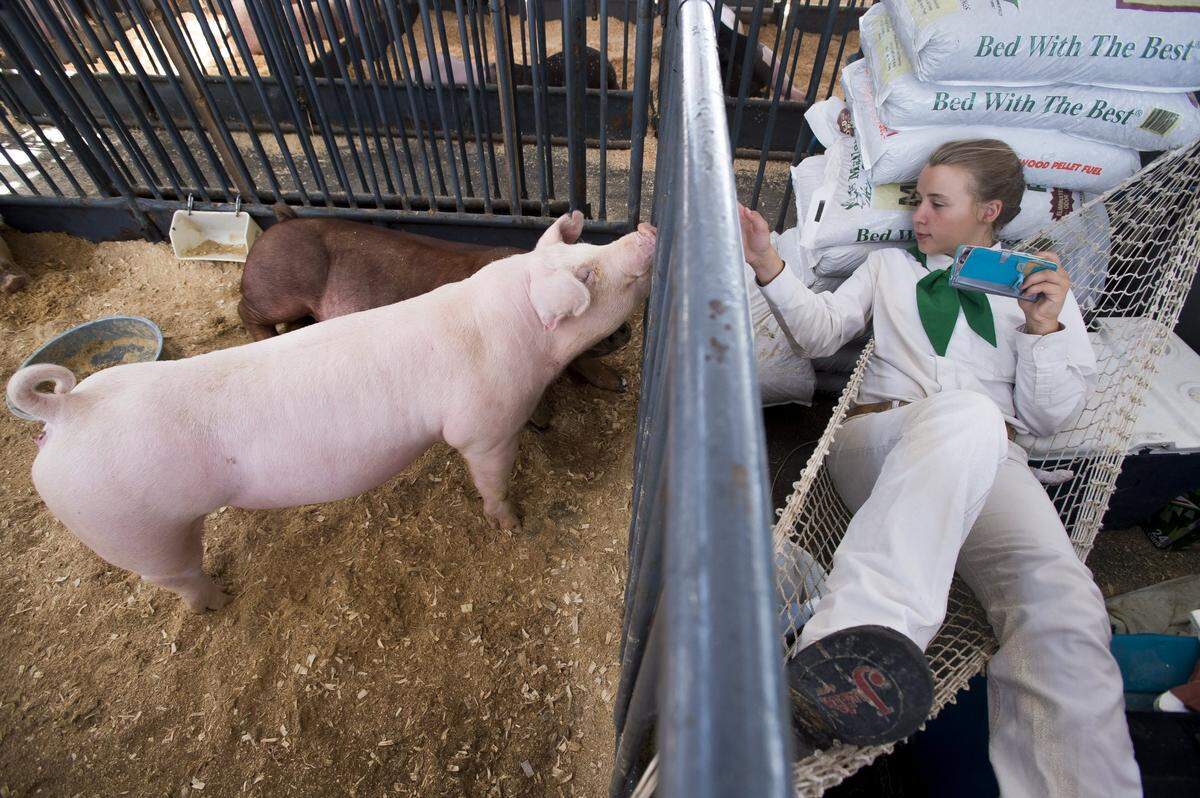 Citrus Heights 4-H member Sarah Leeman, 13, of Rio Linda, plays a video game on her phone while talking to her favorite white pig as she waits to show her in competition during the State Fair at Cal Expo in 2015.