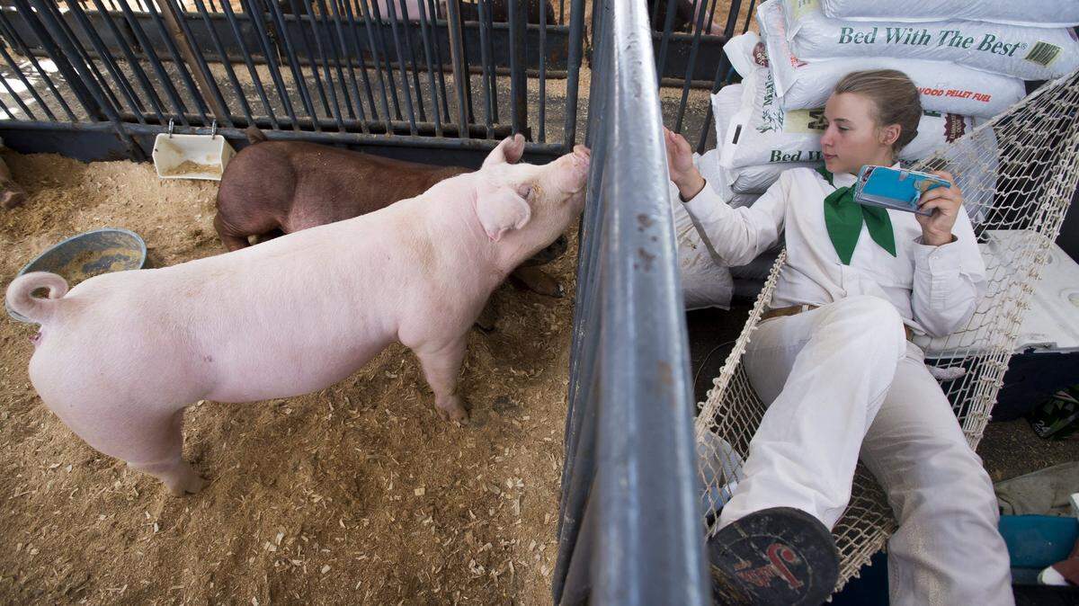 Sarah Leeman, 13, of Rio Linda, plays a video game on her phone while talking to her favorite white pig as she waits to show her in competition during the State Fair at Cal Expo in 2015.