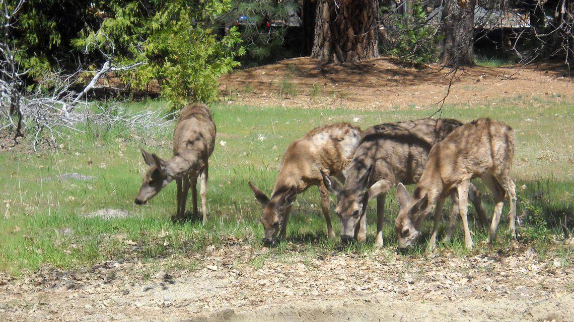 Mule deer graze in Yosemite National Park in California in 2013. An 85-year-old woman attacked by a mule deer doe while walking her dog in Craig, Colorado, has been hospitalized with serious injuries, Colorado Parks & Wildlife officials say. The deer was put down.