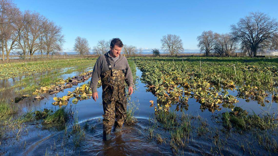 Scrivner Hoppe-Glosser stands in a field at Azolla Farms in Pleasant Grove, after it flooded due to a winter storm. Hoppe-Glossner runs the farm with Rosie Kaperonis.