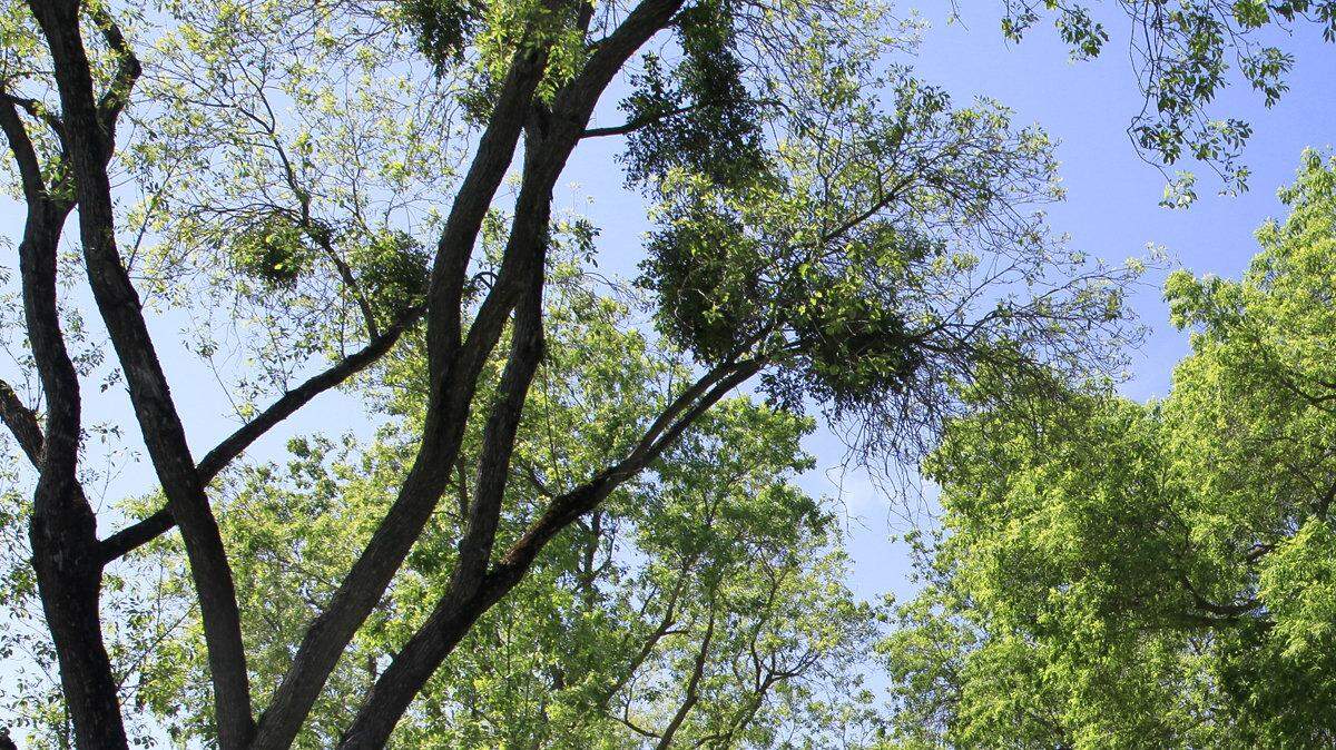 Older neighborhoods with mature trees characterize the residential parts of the Arden Arcade area, appreciated by residents for its central location.