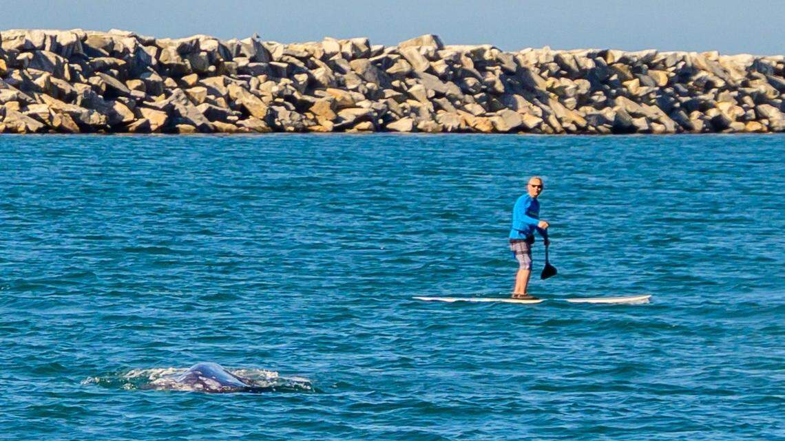 A juvenile gray whale was spotted entering Dana Point Harbor in California on Feb. 16, 2022.