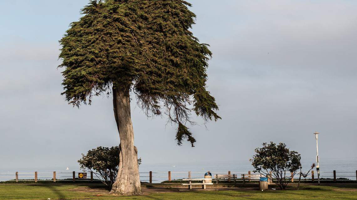 ‘Lorax’ tree said to be Dr. Seuss’ muse topples in San Diego