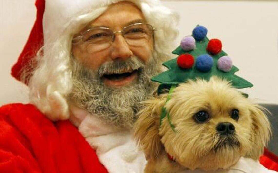 Pets and the holidays: Answers to your questions
