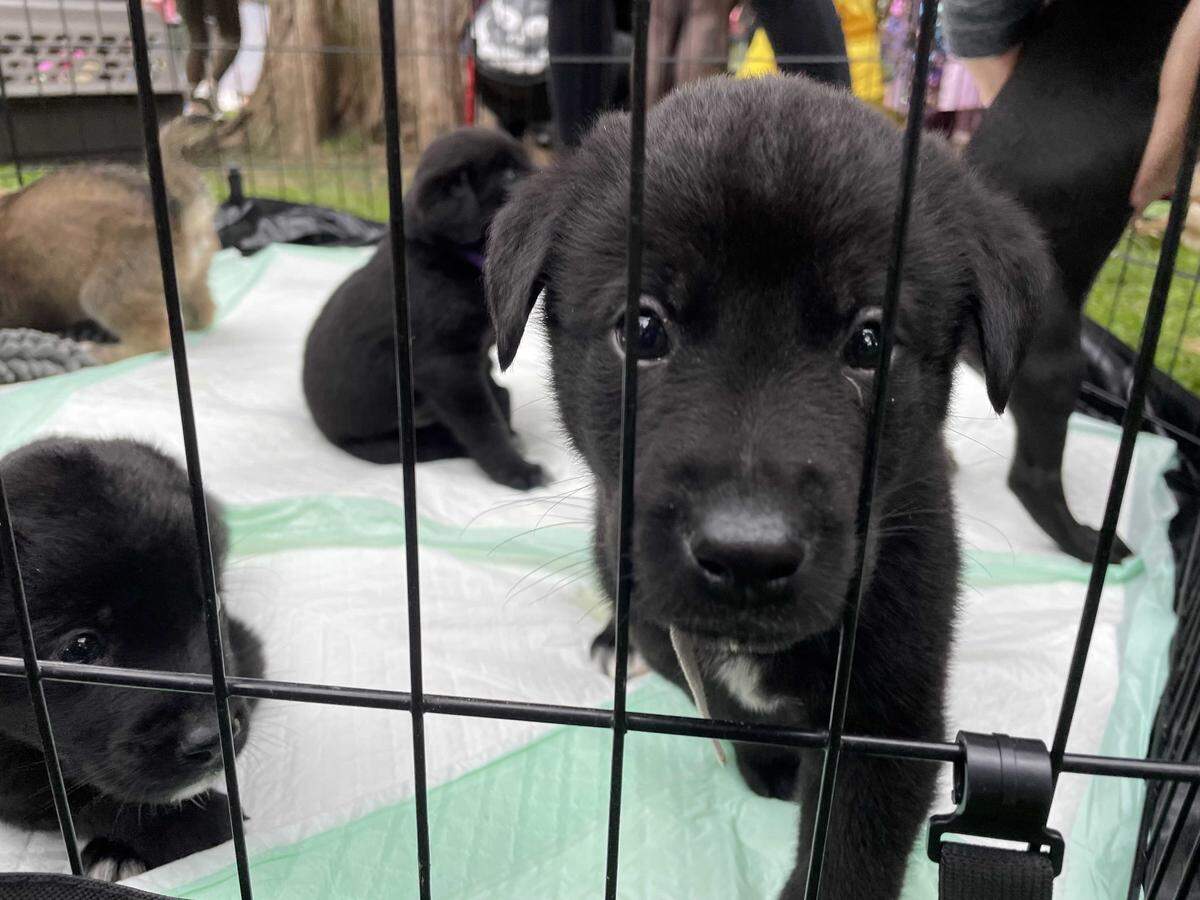 A black Labrador puppy at the Midtown Halloween Festival and Pooch Parade at James Marshall Park on Saturday. This puppy was among the dozens up for adoption for several non-profits and shelters who attended the event.