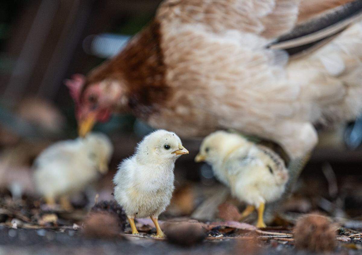 Chicks search for food with their mother near a garbage can on B Street in Yuba City on Nov. 12.