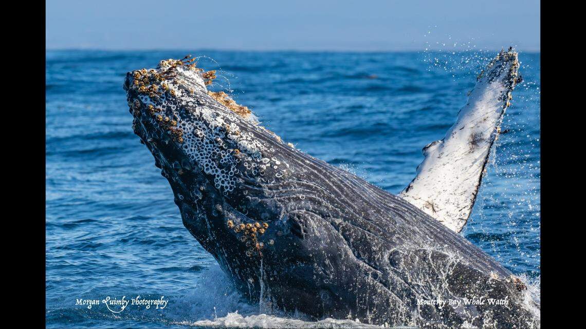The baby breached next to the boat of whale watchers.
