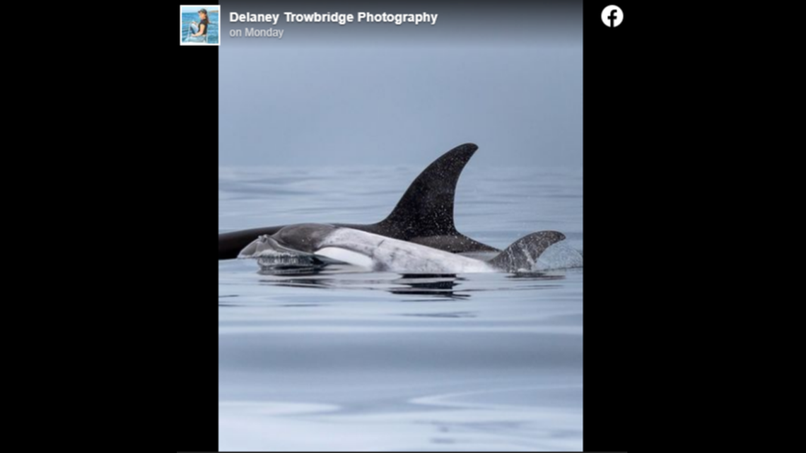 A rare white killer whale calf was spotted swimming among a pod of orcas off the Southern California coast.