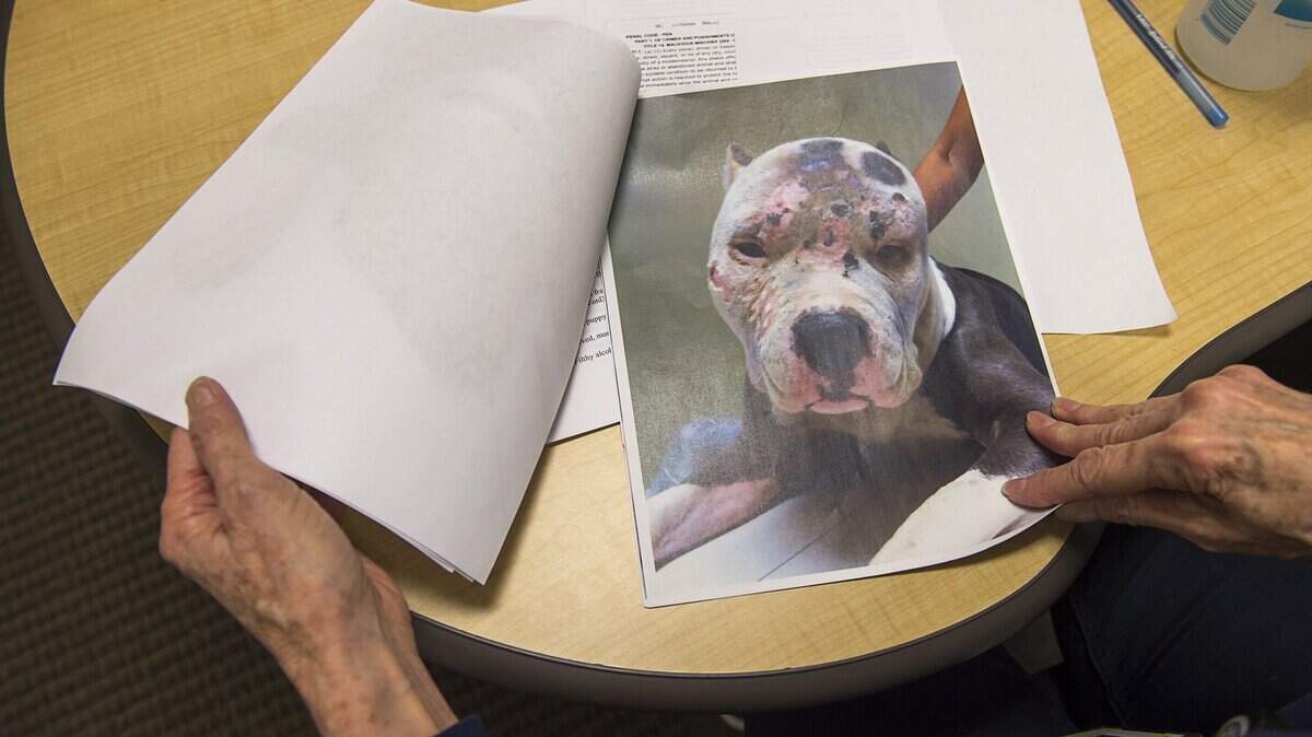 Sacramento Assistant District Attorney Hilary Bagley shows the victim of an abuse cases she successfully prosecuted in Sacramento, Calif. on Wednesday November 22, 2017.  Hilary Bagley is heading up new Animal Abuse Unit in Sacramento County.