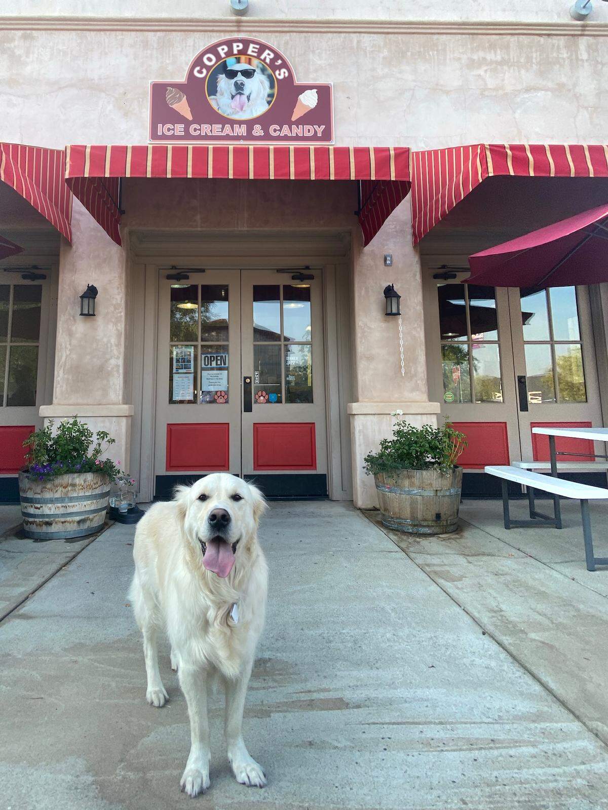 Copper is a five-year-old golden retriever who lives in Copperopolis, California.