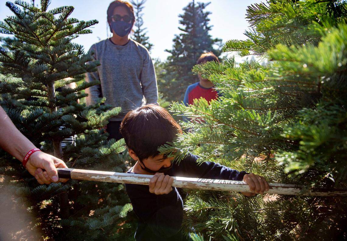 Andy Nishijima, 5, of Sacramento, helps cut down the tree his family chose for the holidays at McGee’s Christmas Tree Farm in Placerville on Sunday, Nov. 22, 2020. 