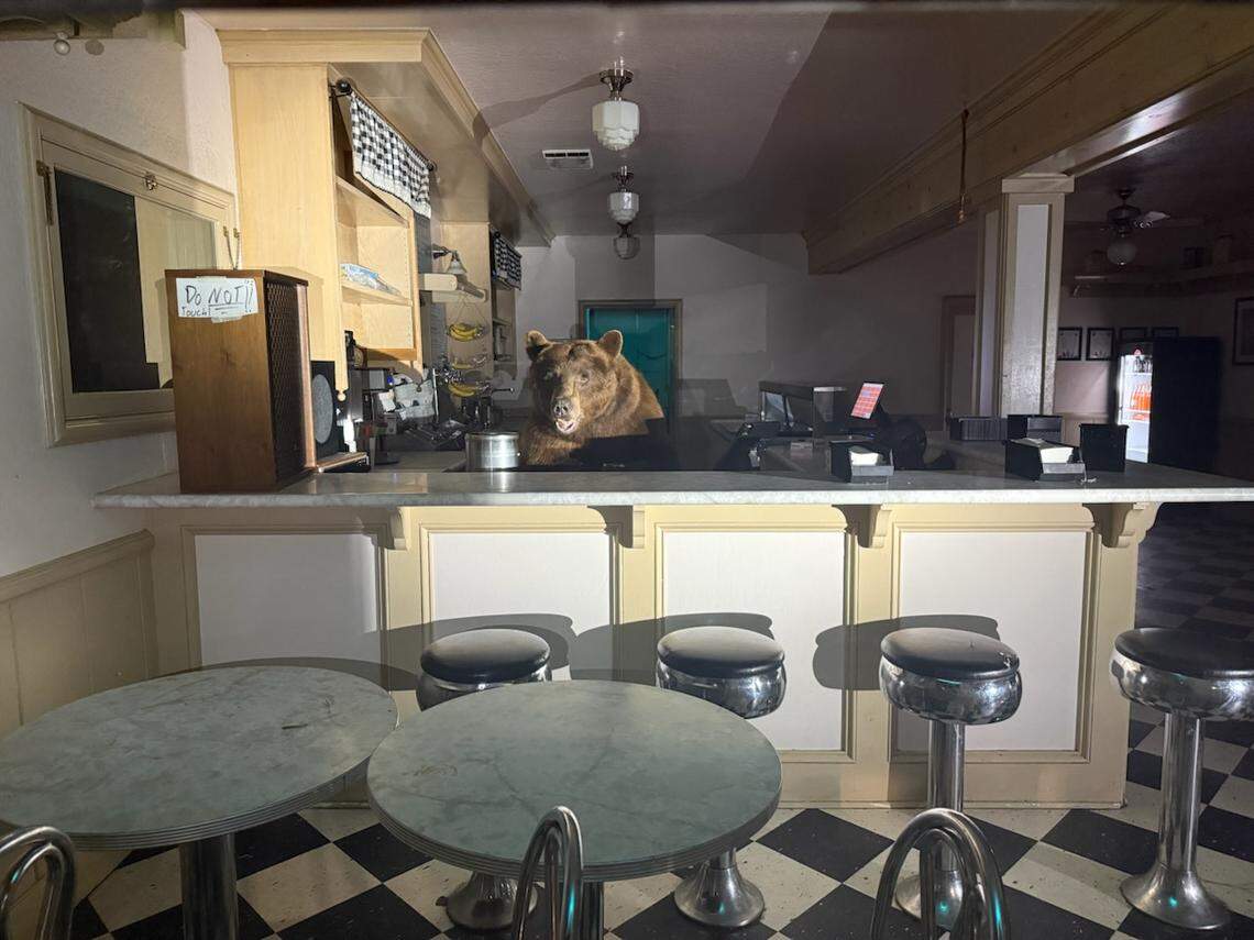Fuzzy the bear appears to be ready for customers at the Ice Cream Parlor at Camp Richardson in South Lake Tahoe. El Dorado County Sheriff’s Office deputies were called to the shop early Sunday morning as Fuzzy was enjoying some strawberry ice cream.