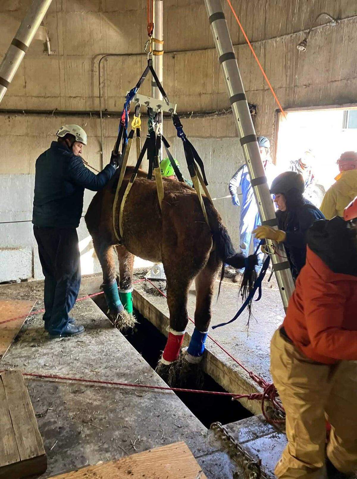 Matsie, a mare who was stuck in the subfloor of a Yolo County grain silo, is hoisted through a narrow spot with help from multiple agencies.