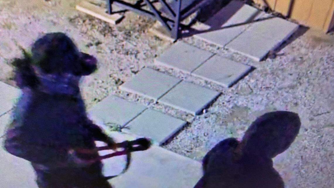 A person broke into a California animal shelter and took three dogs, Riverside County Animal Services said.