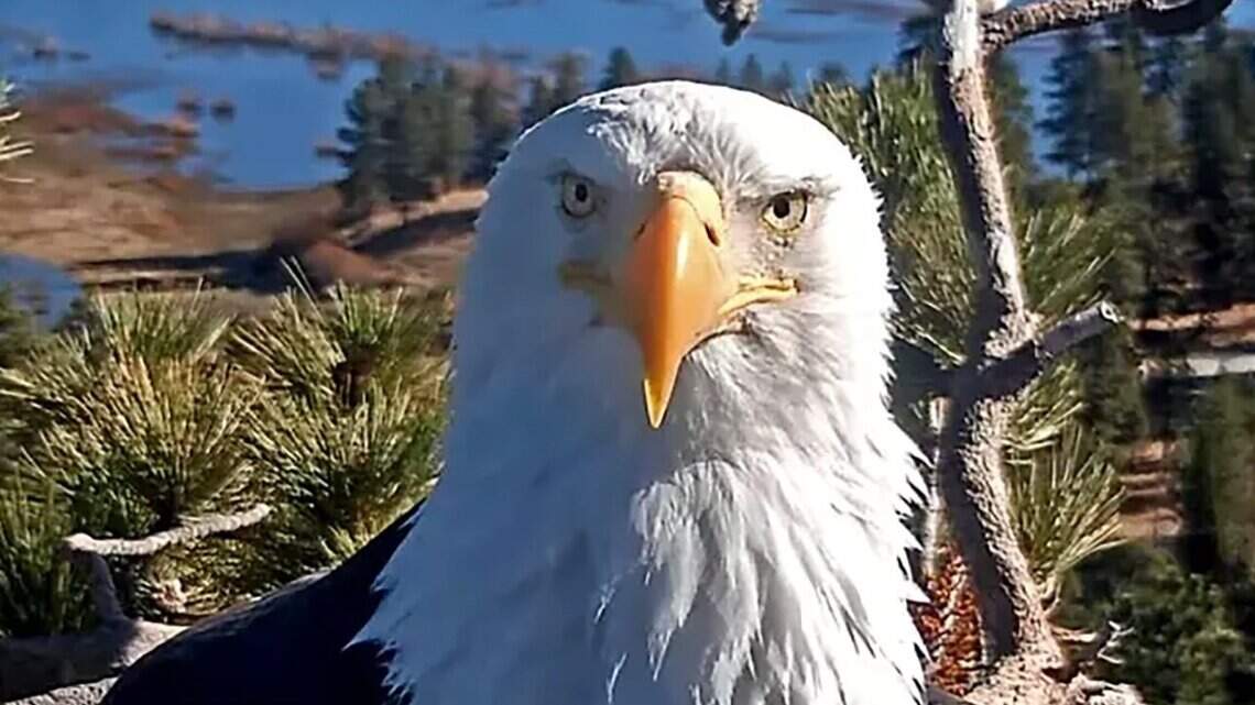 Scammers try to cash in on death of California’s beloved bald eagle Jackie
