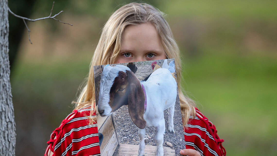 Family sues over slaughter of pet goat by Shasta fair. Now, California officials suing them