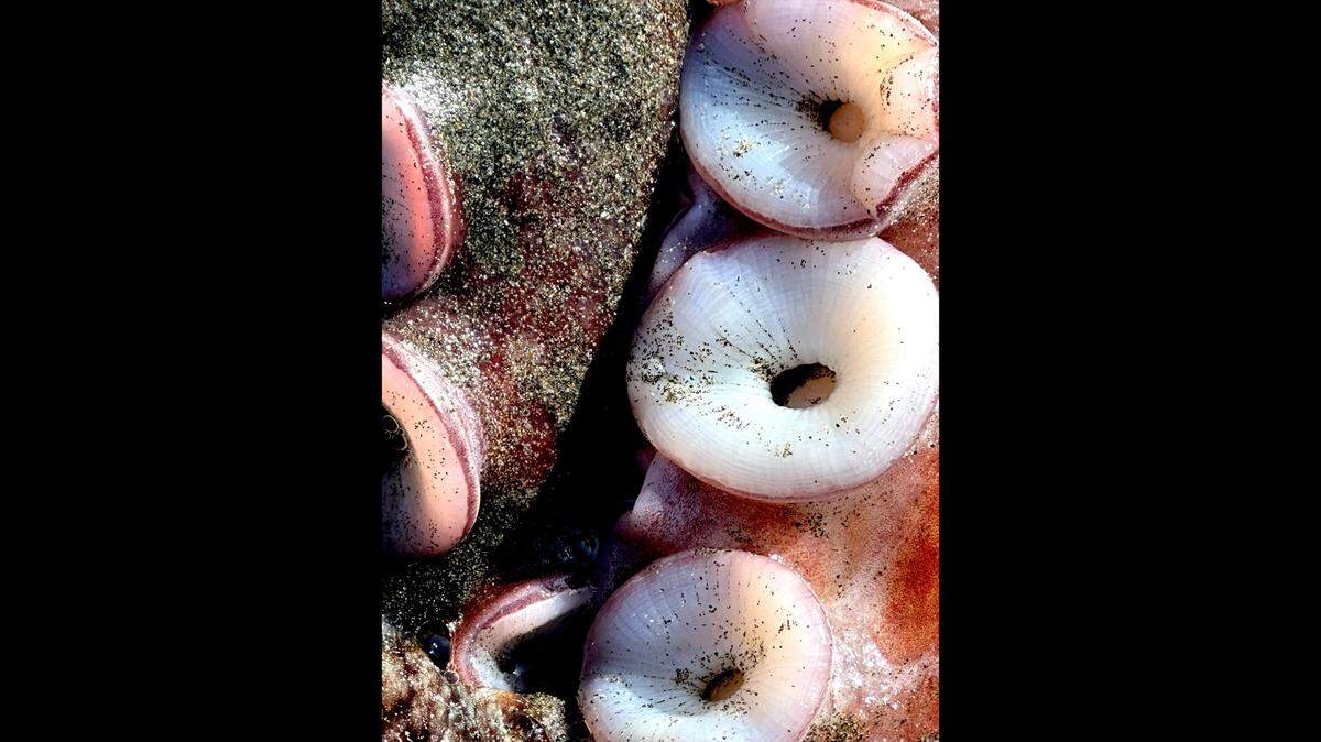 While walking one of her dogs on a California beach, a retired science teacher happened upon the body of a giant creature.