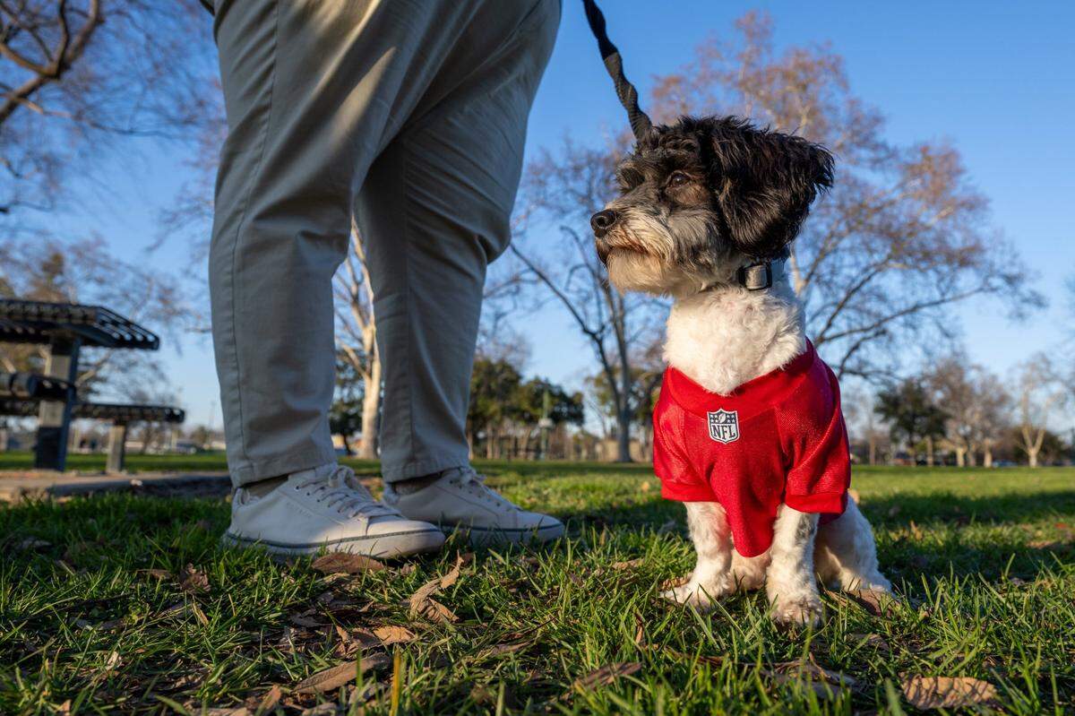 Joaquin Razo’s 7-month puppy Tobias, a.k.a. Dee-Bone Samuel, talks a walk in Sacramento’s Tahoe Park on Monday, Jan. 27, 2025. Toby is a contestant in this year’s Puppy Bowl XXI, which airs on Animal Planet on Superbowl Sunday.