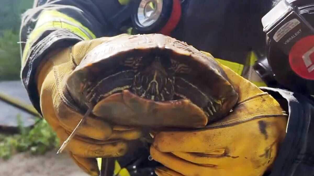 A firefighter holds a turtle that was rescued from a fire at a boarded-up house on the 1000 block of Garden Highway on Thursday, April 25, 2024. The turtle was released to the wild, firefighters said.