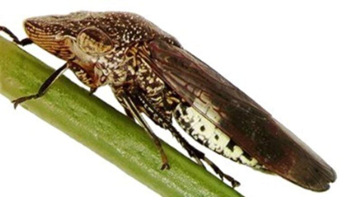 Invasive pests found on grapevines sold at Sacramento area Costco stores