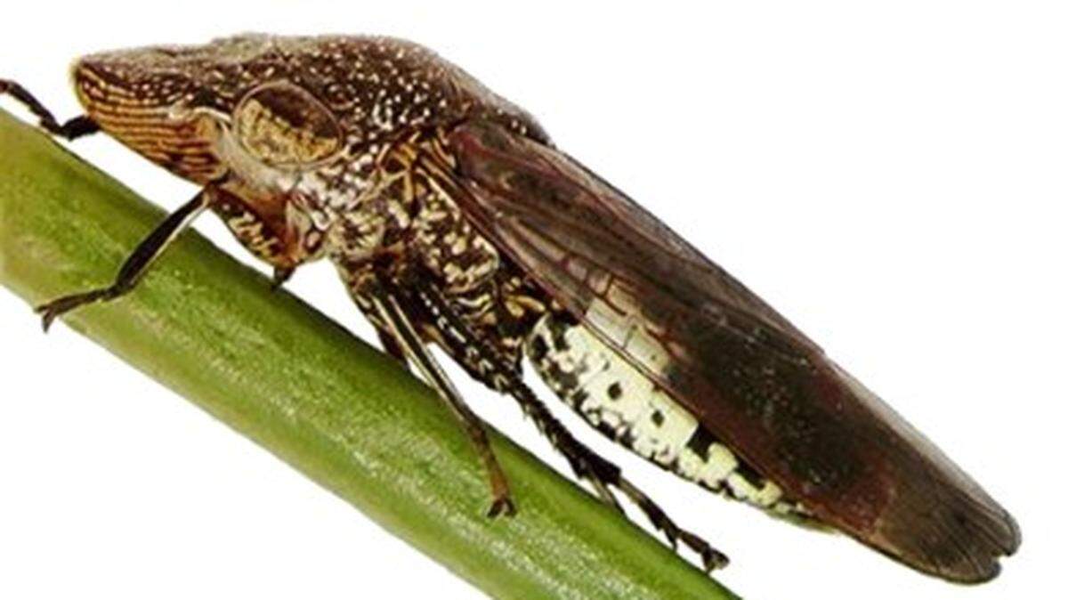 Invasive glassy-winged sharpshooters have been found on grapevines sold at Costco stores in Sacramento, Napa, Sonoma, Marin, Solano, Yuba and Yolo counties in Northern California, officials warn. The invasive leafhoppers spread harmful bacteria which causes a disease that will eventually kill the grapevines, according to the USDA.