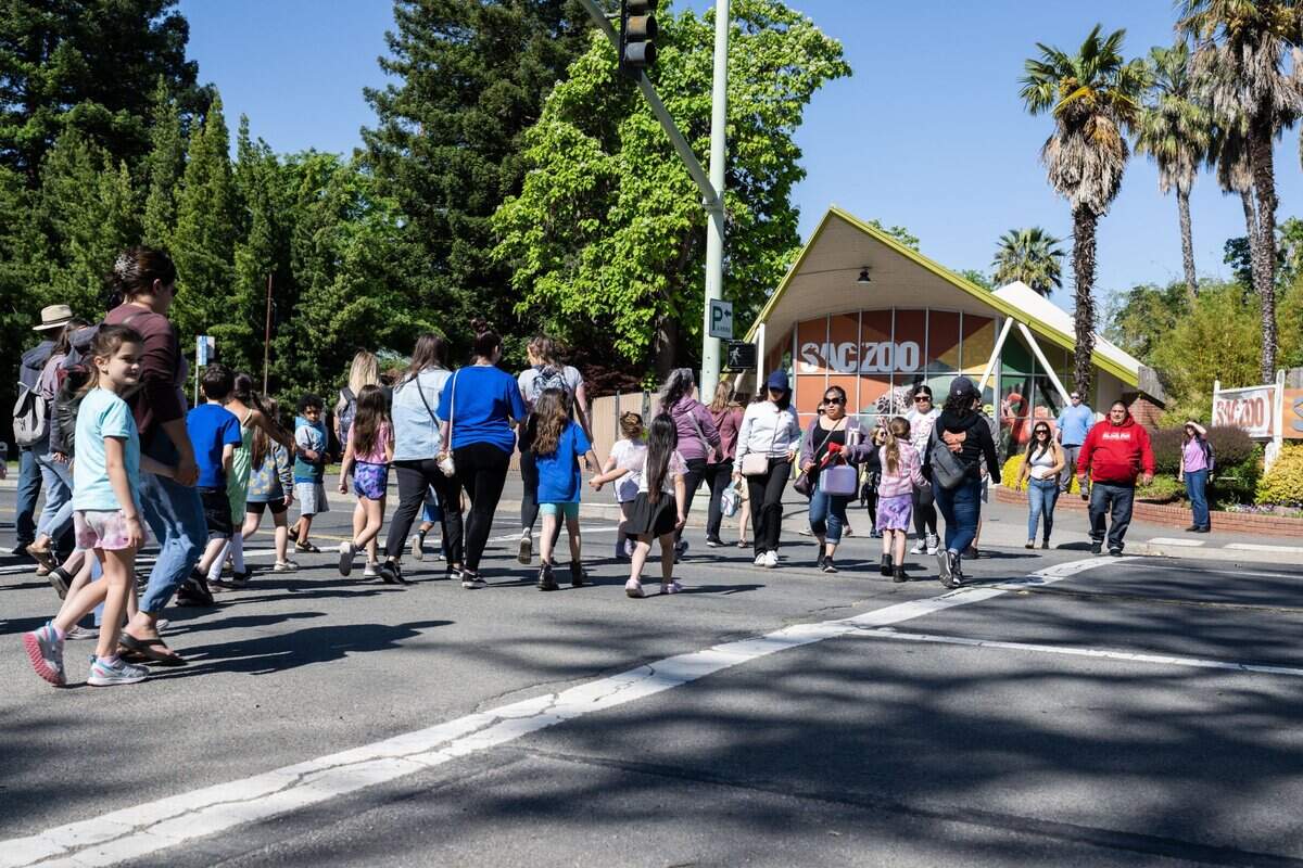 School children and their chaperones from the region cross Land Park Drive for field trips at the Sacramento Zoo on Wednesday. About 1,500 children arrived for self-guided tours with teachers and parents.