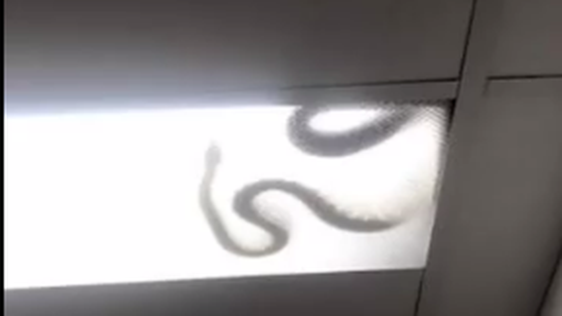 A creepy game of hide and seek played out in an Australia office, after the company realized shadows in the fluorescent lighting were actually a large snake that was coming and going as it pleased.