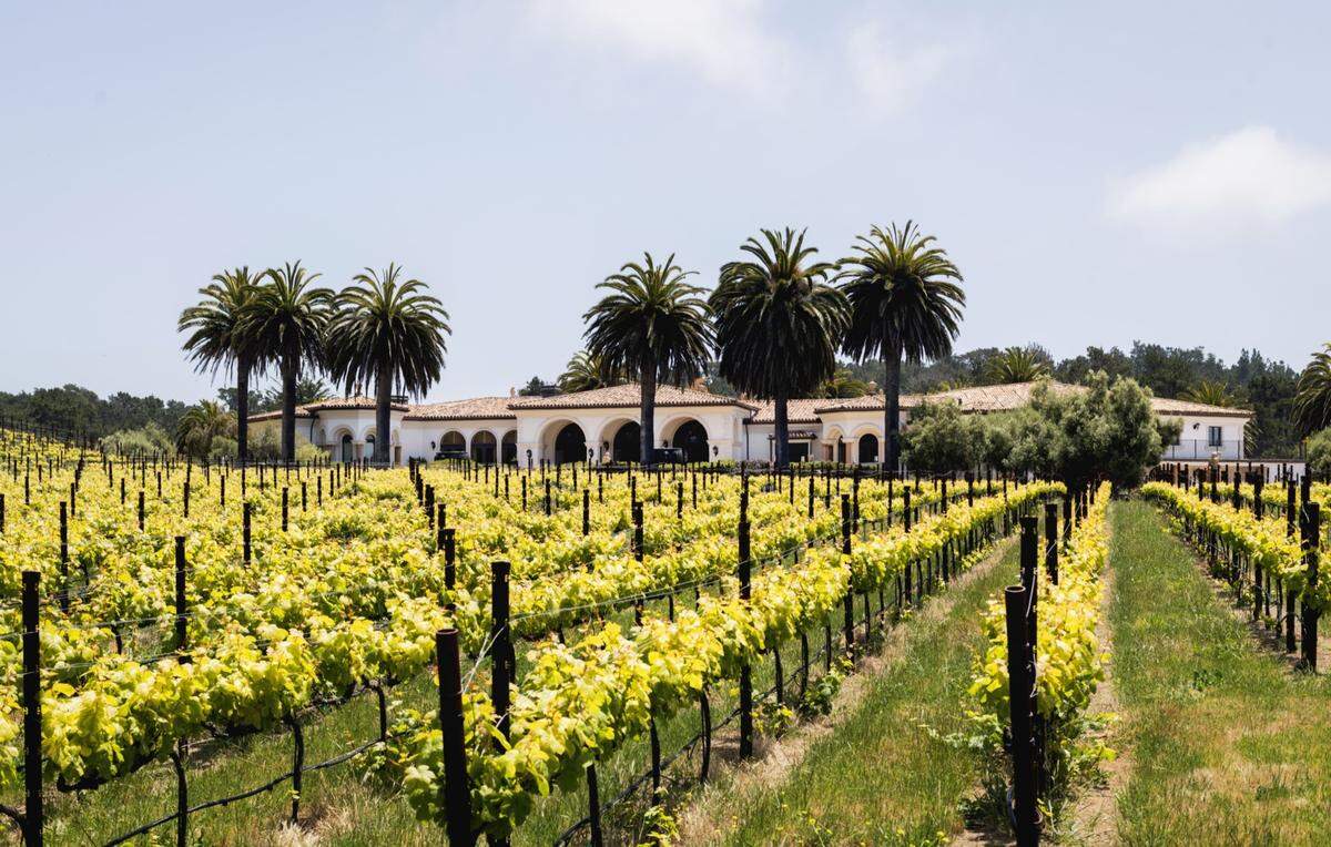 Moonstone Ranch Estates has 6,200 Pinot Noir vines.