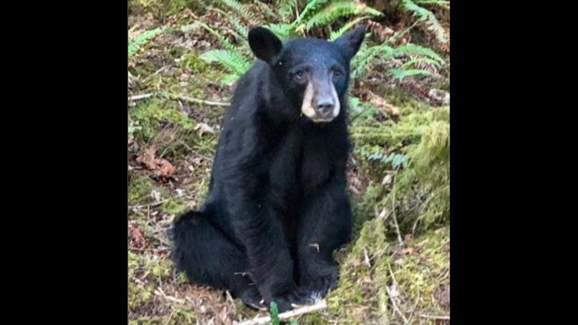 Despite pleas by authorities to stay away, fans of a young black bear at Henry Hagg Lake in Oregon kept feeding it, causing it to become too habituated to humans, wildlife officials say. They killed the bear.